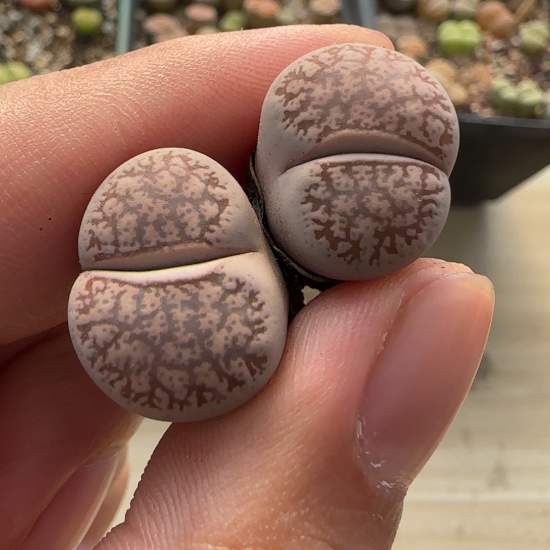 12.3。爱萌多肉生石花清货。。200