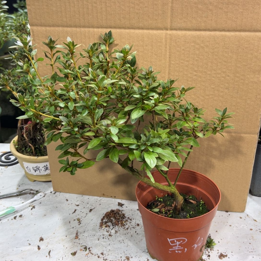 茶***叶完全开放黑红之月