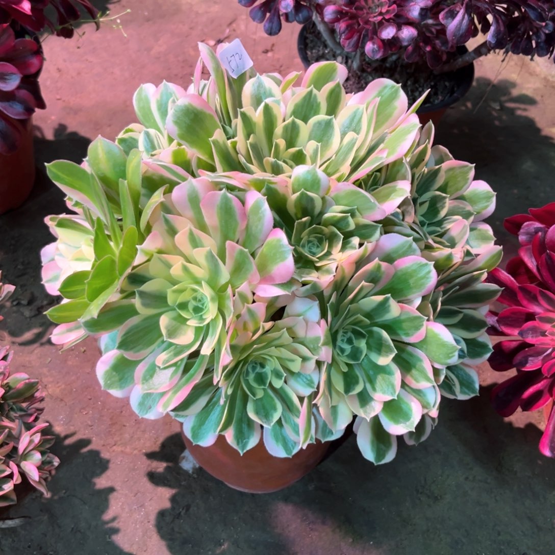 多肉植物白凤572