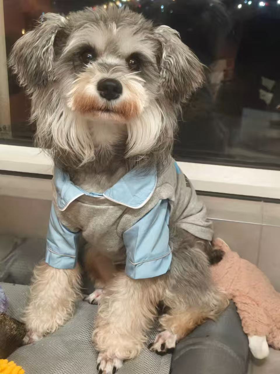 [嘉禧专属]宠物服饰  NO退NO换  无运费险