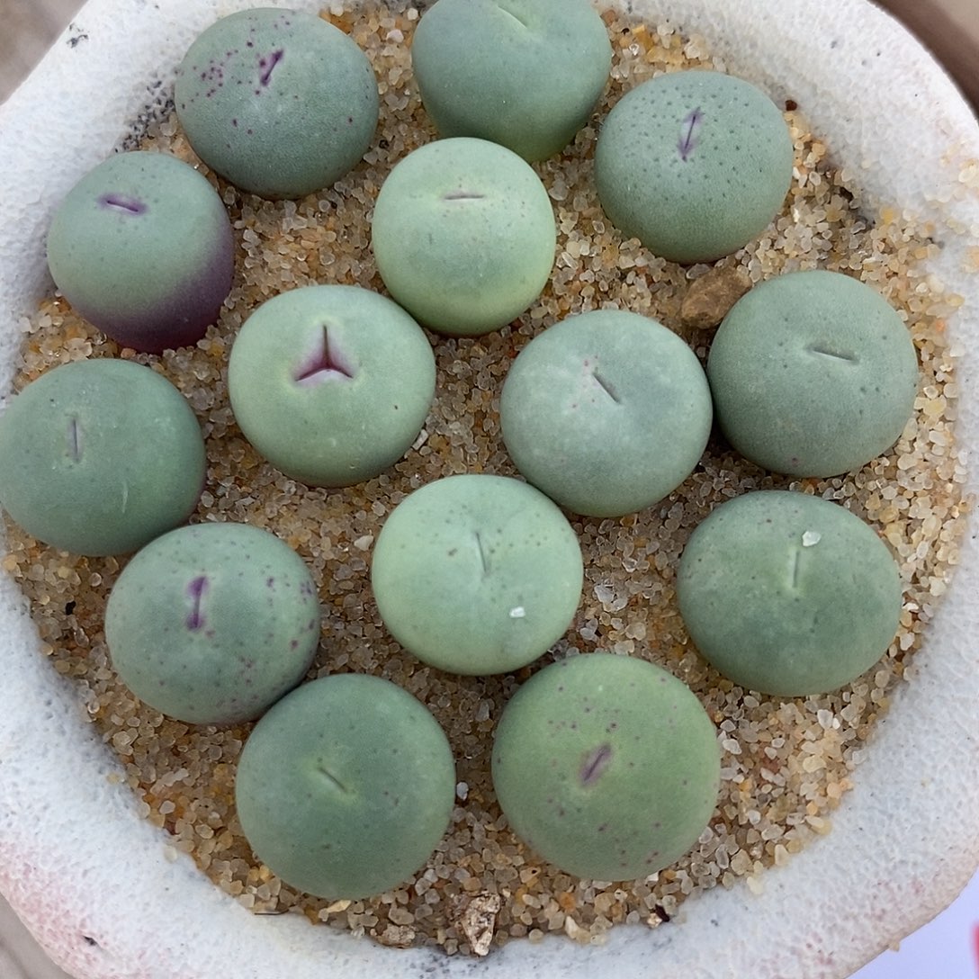 25105小红嘴一组。    