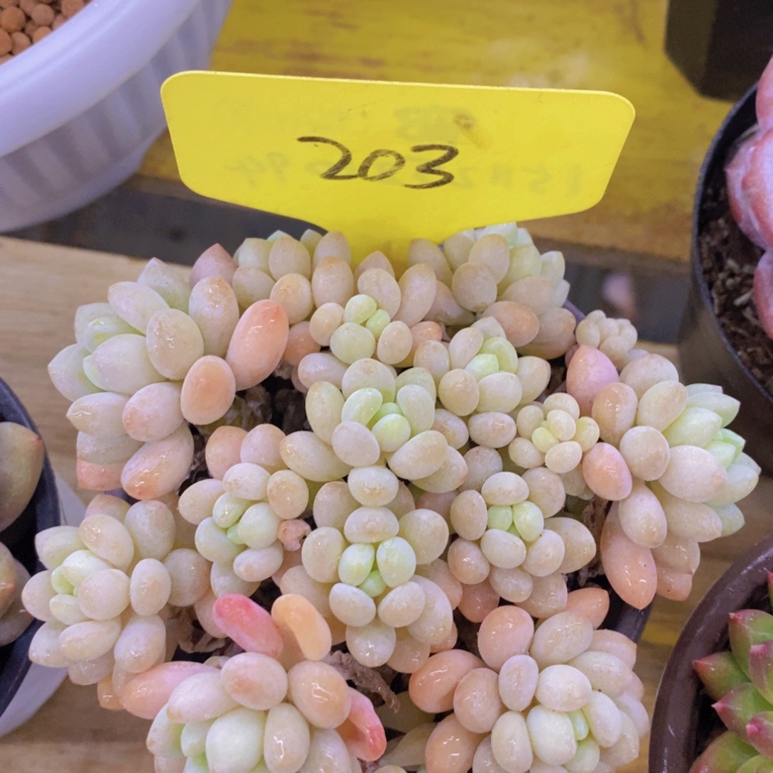 清货转场，一物一拍，看准下单