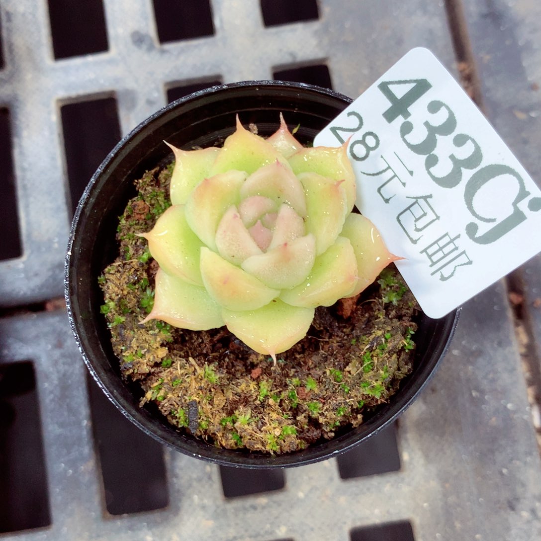 5厘米盆精控多肉433