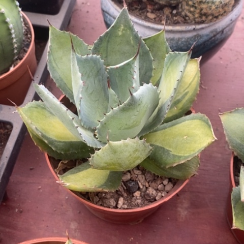 雷神中斑锦12龙舌兰