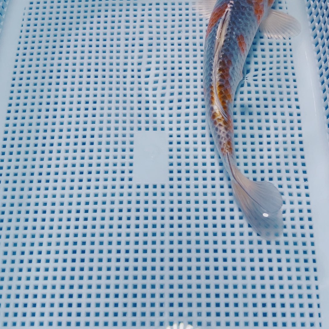 海水鱼锦鲤观赏鱼107