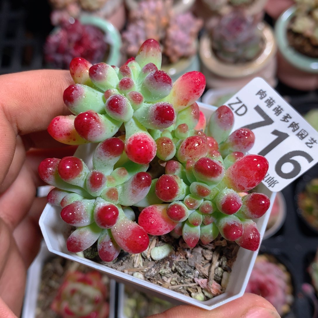 5CM拇指盆精控多肉ZD716