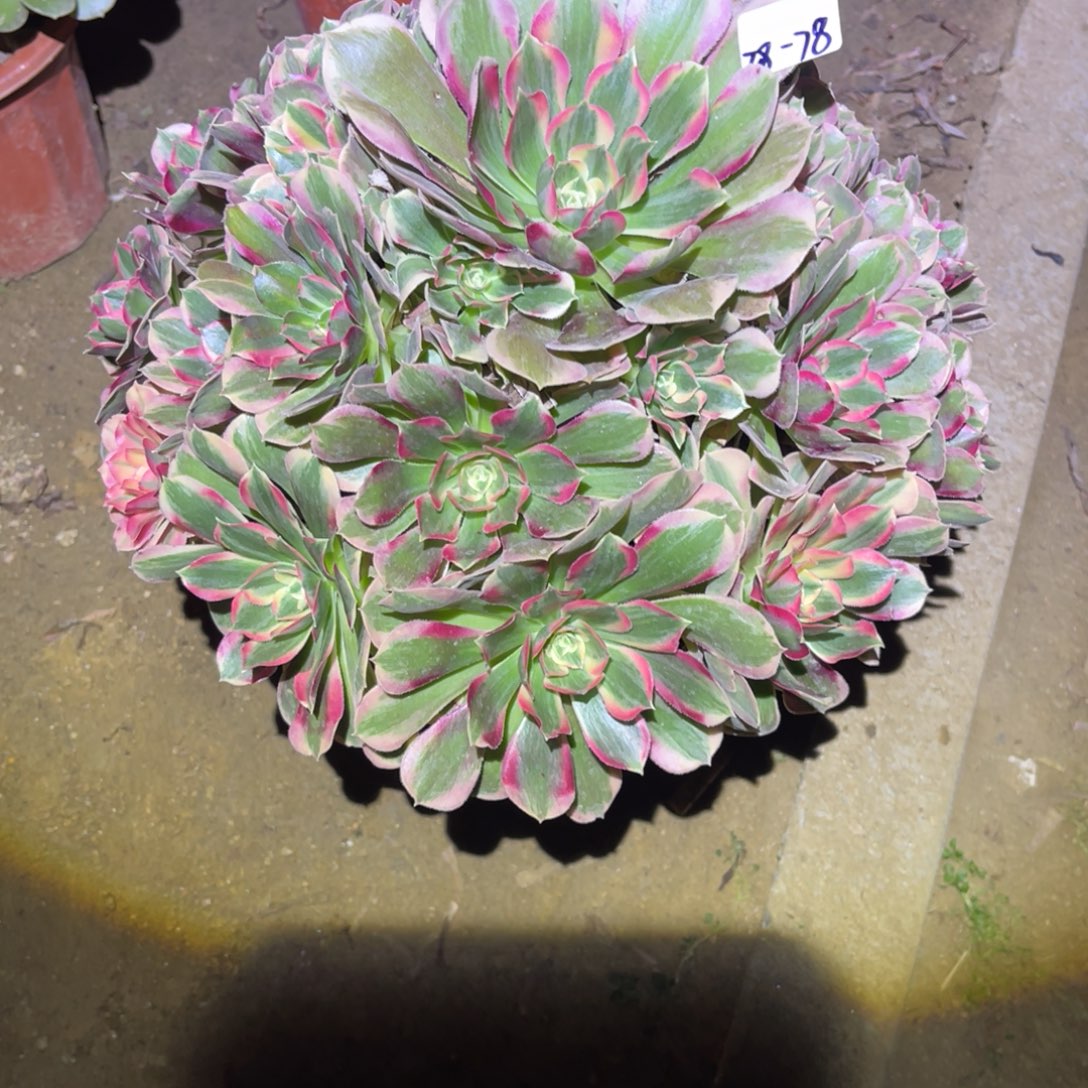 香***212-28-78寄养费法师锦