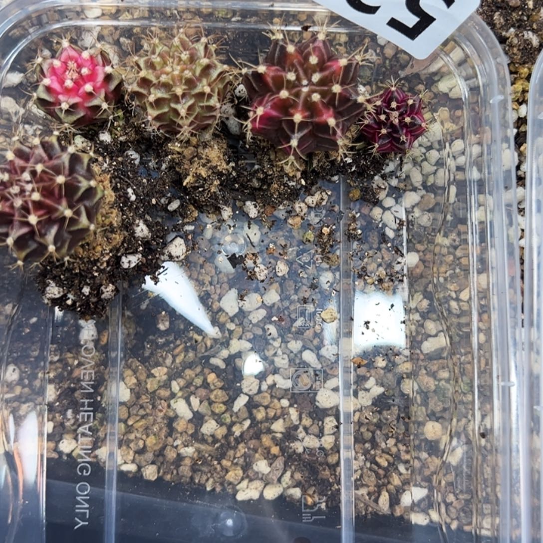 当前无花朵，栽培后可花朵528