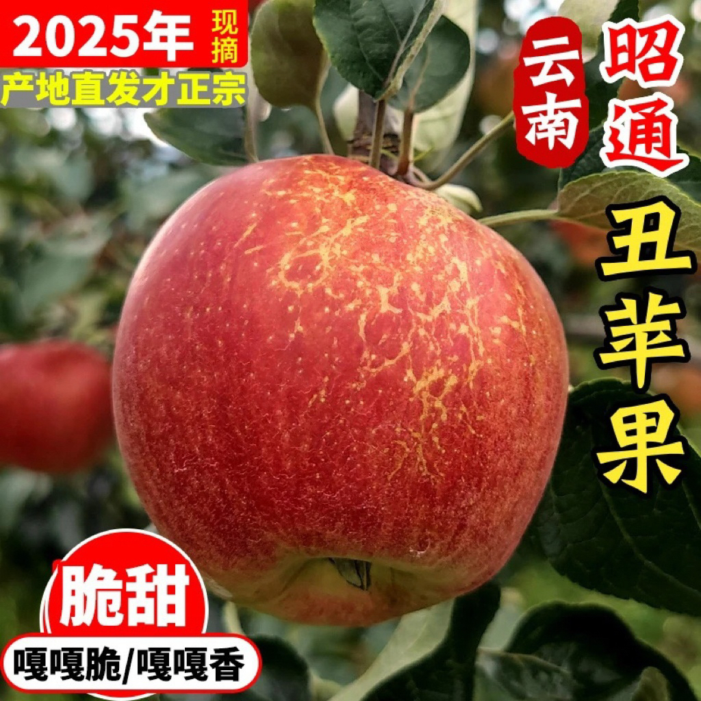 云南2025当季新鲜苹果正宗现摘现发冰糖心红富士丑苹果脆甜多汁