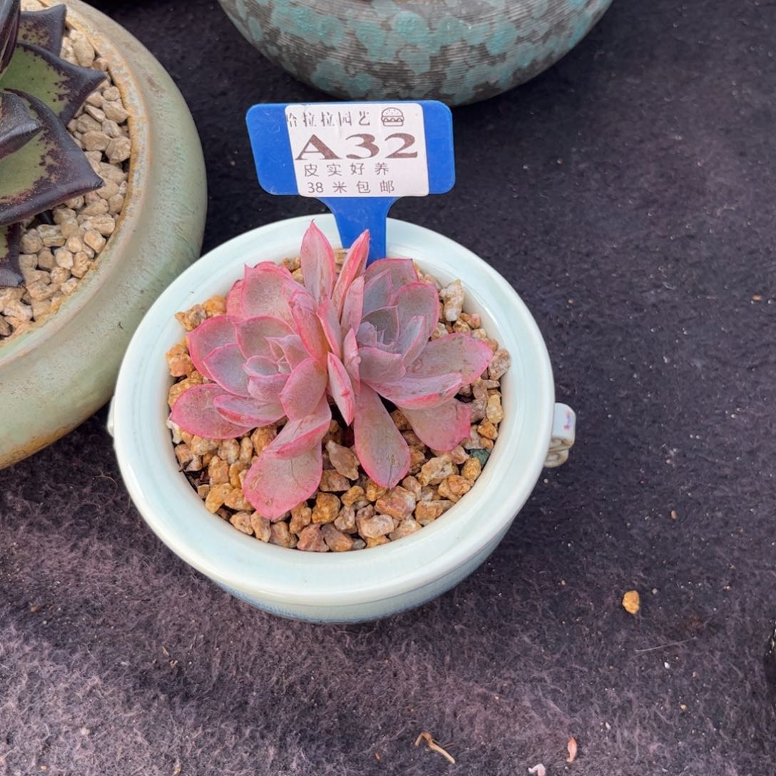 七*o多肉植物11111