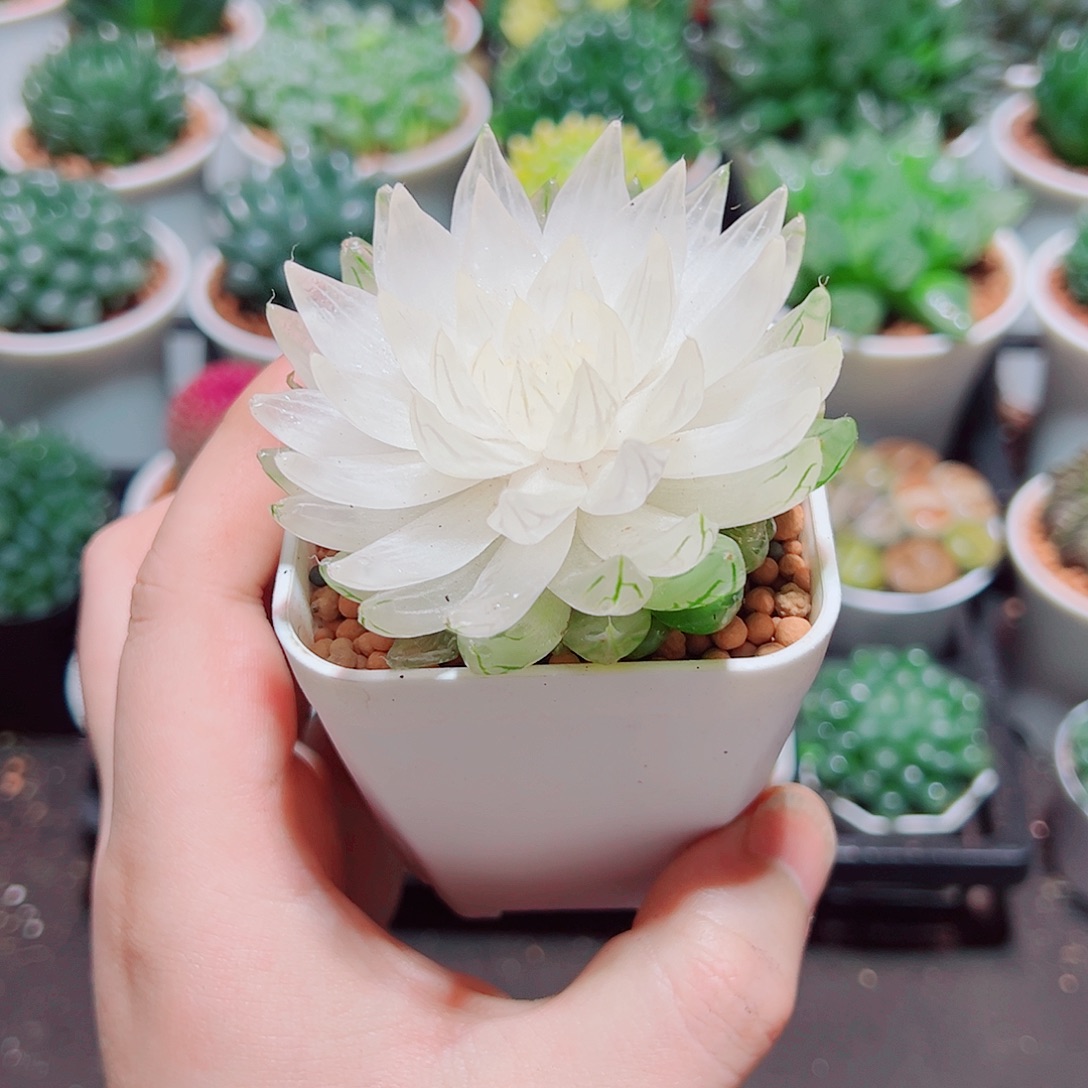 白莲花小白盆多肉多肉
