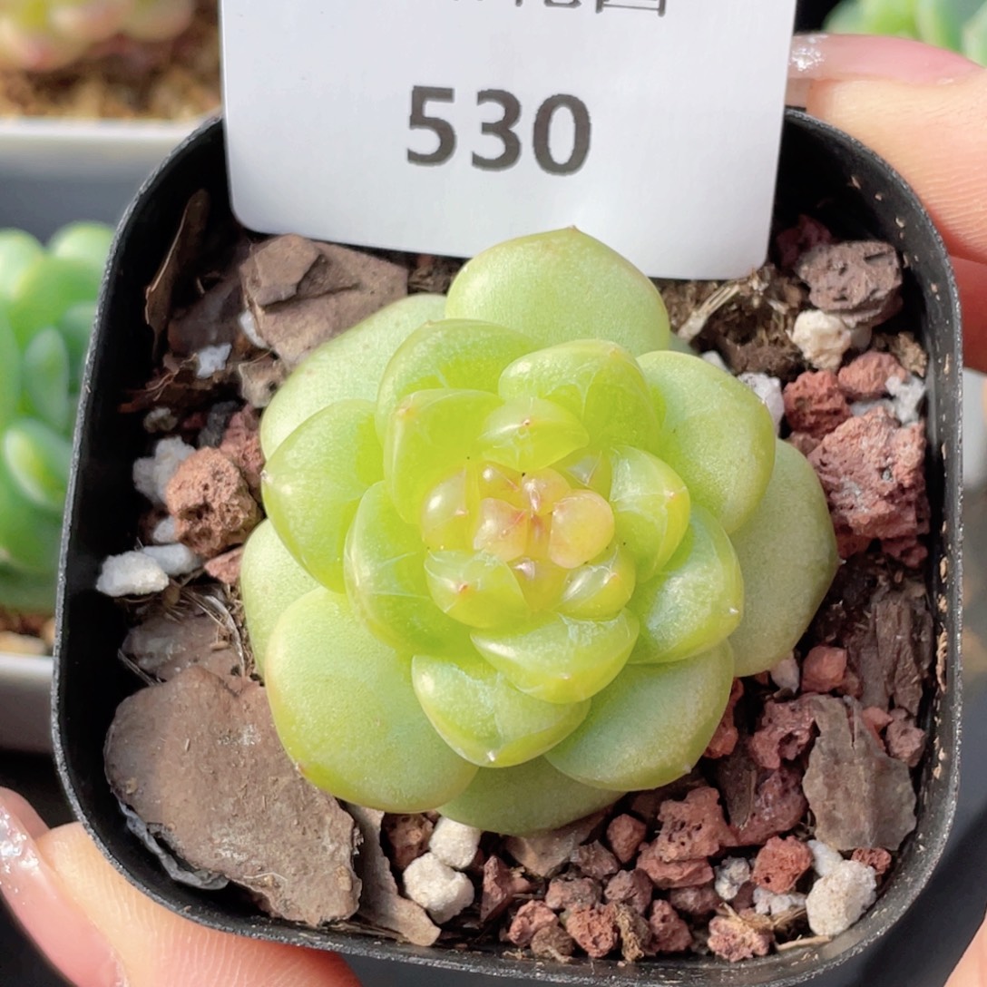 530号糖心冰心珍妮 萤火