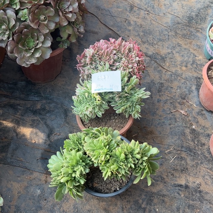 钱***子多肉植物三个品种
