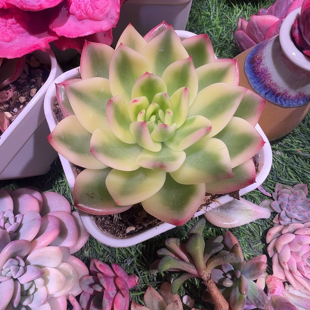 初恋锦多肉植物锦