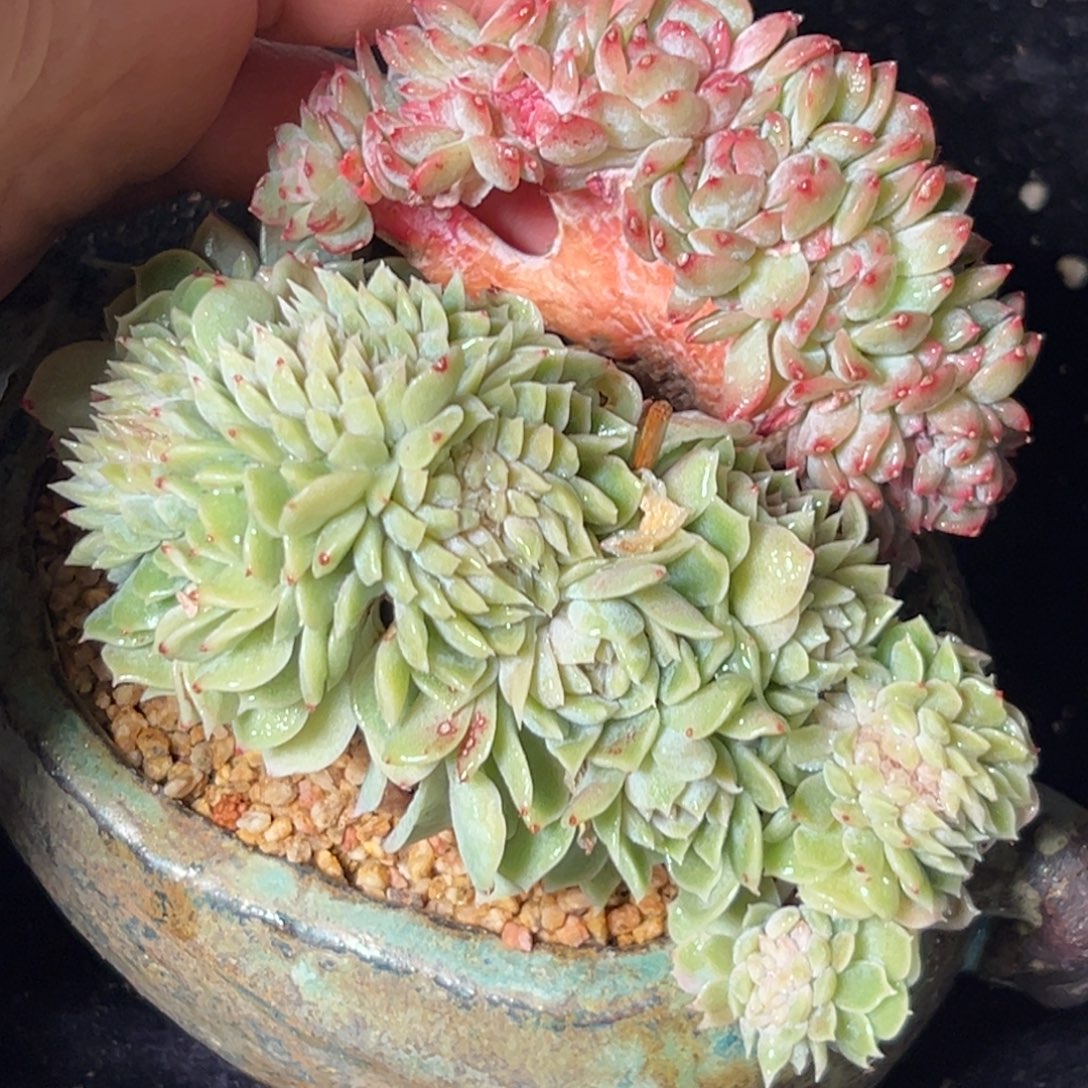 新年快乐 新年快乐