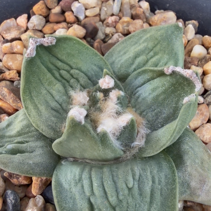 酒杯三岔圆酒杯实生