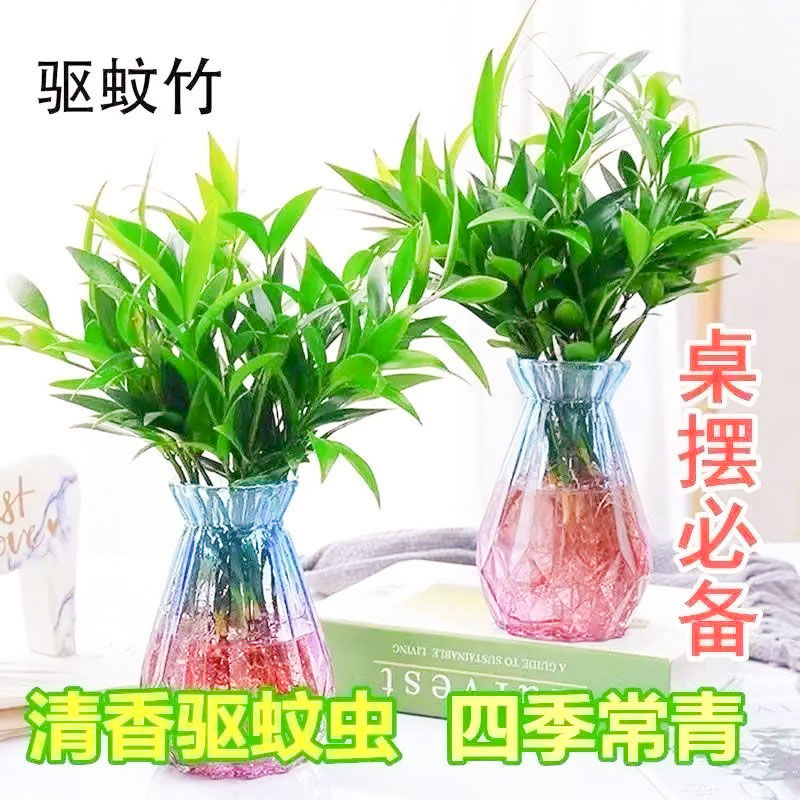 水培竹柏驱蚊植物四季常青室内客厅卧室好养易活懒人绿植