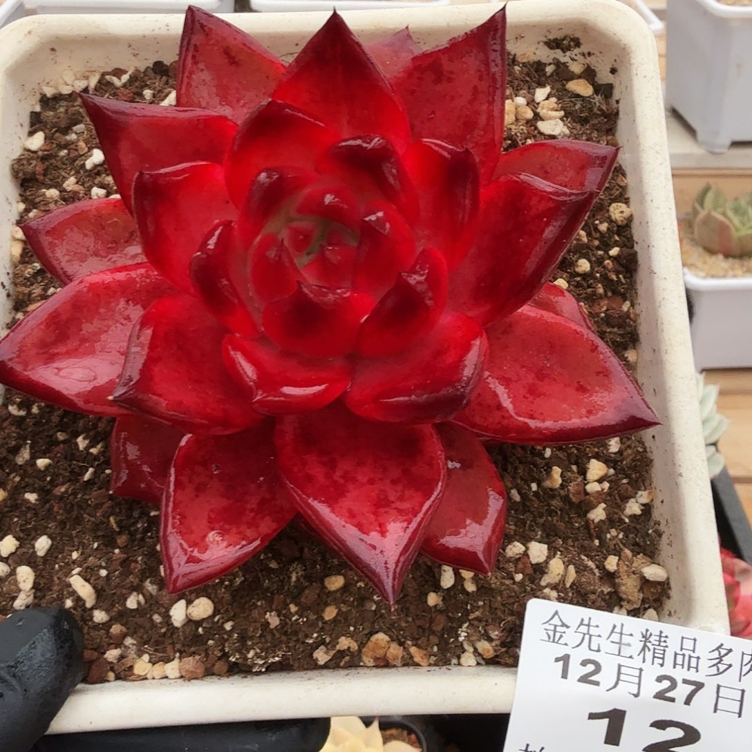 1227-12玫瑰宝石单头