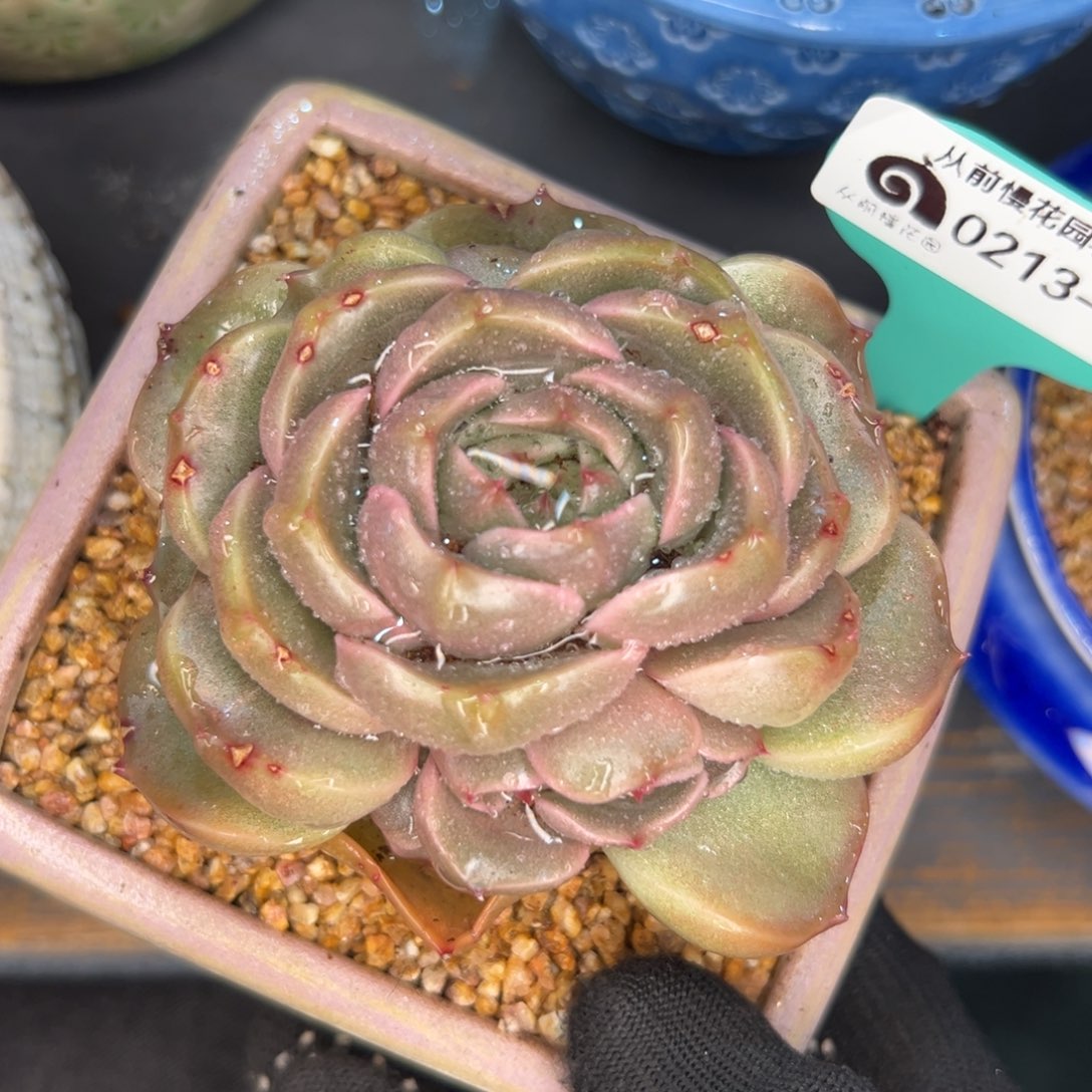 多肉一物一拍0213-204