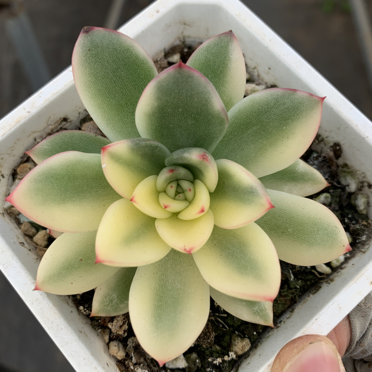 独家东云锦，多肉植物