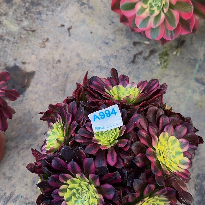 q*994维纳斯多肉法师