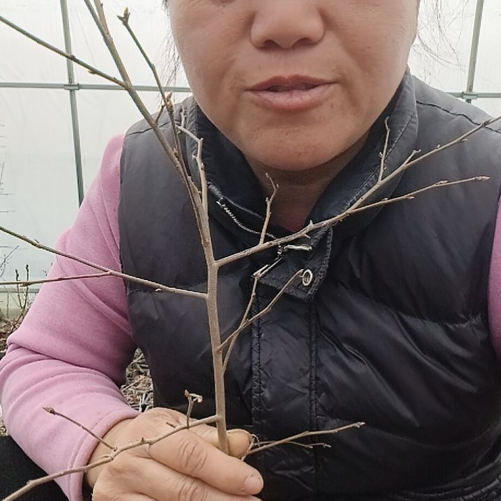 三***8无花朵2364555666666