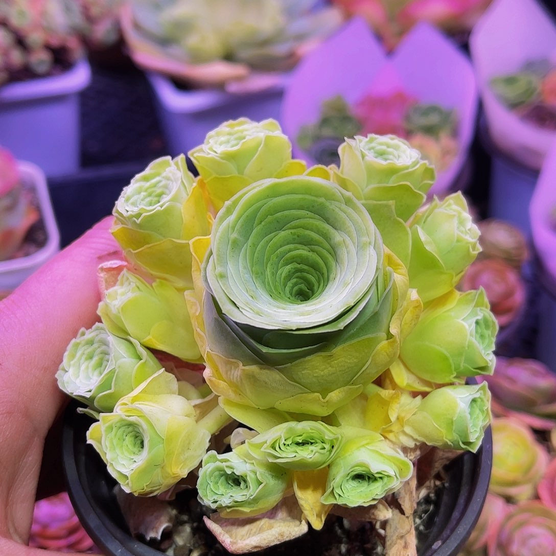 朵希诺 非偏远包邮 多肉