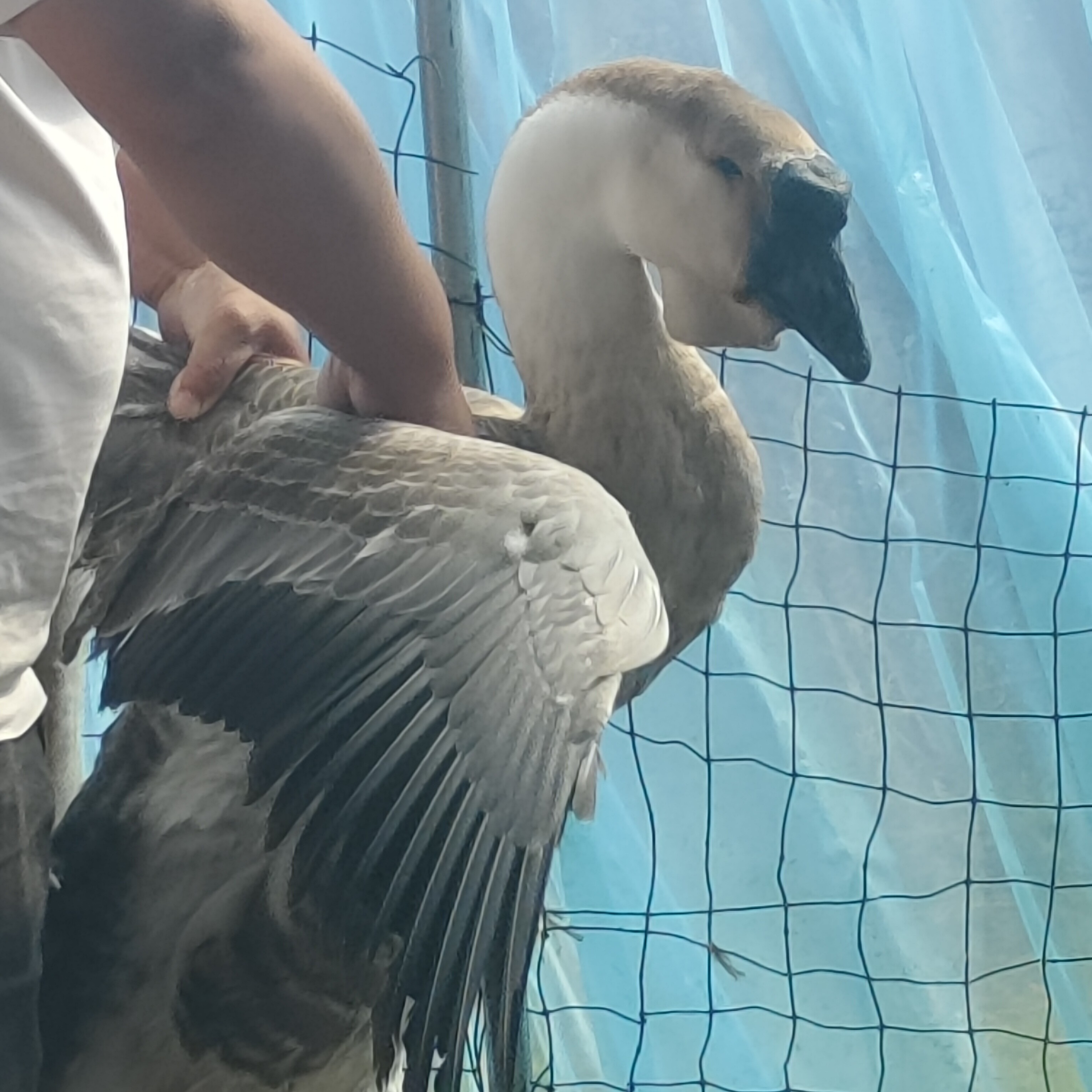 纯种狮子头宠物10斤左右(大宠)