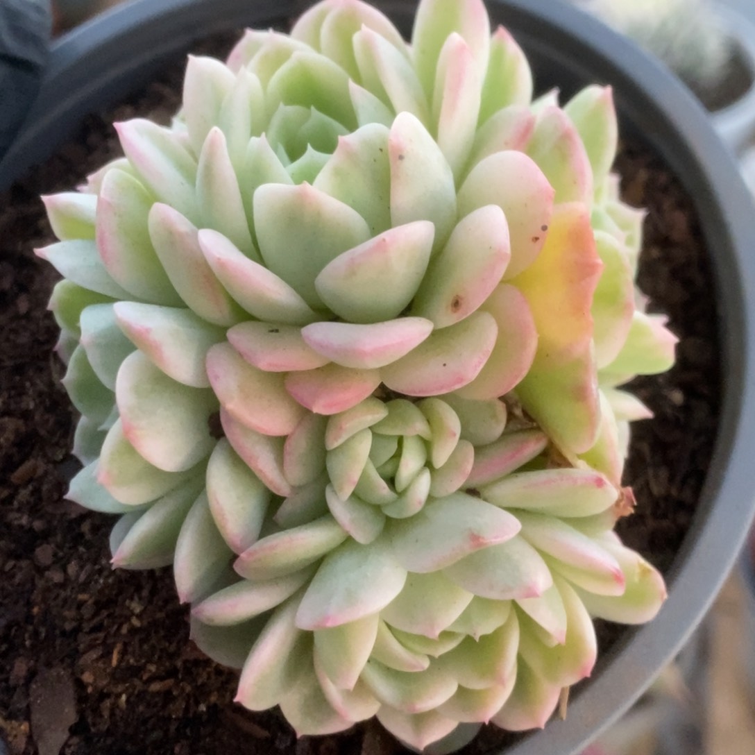 289茉莉花锦锦锦锦锦