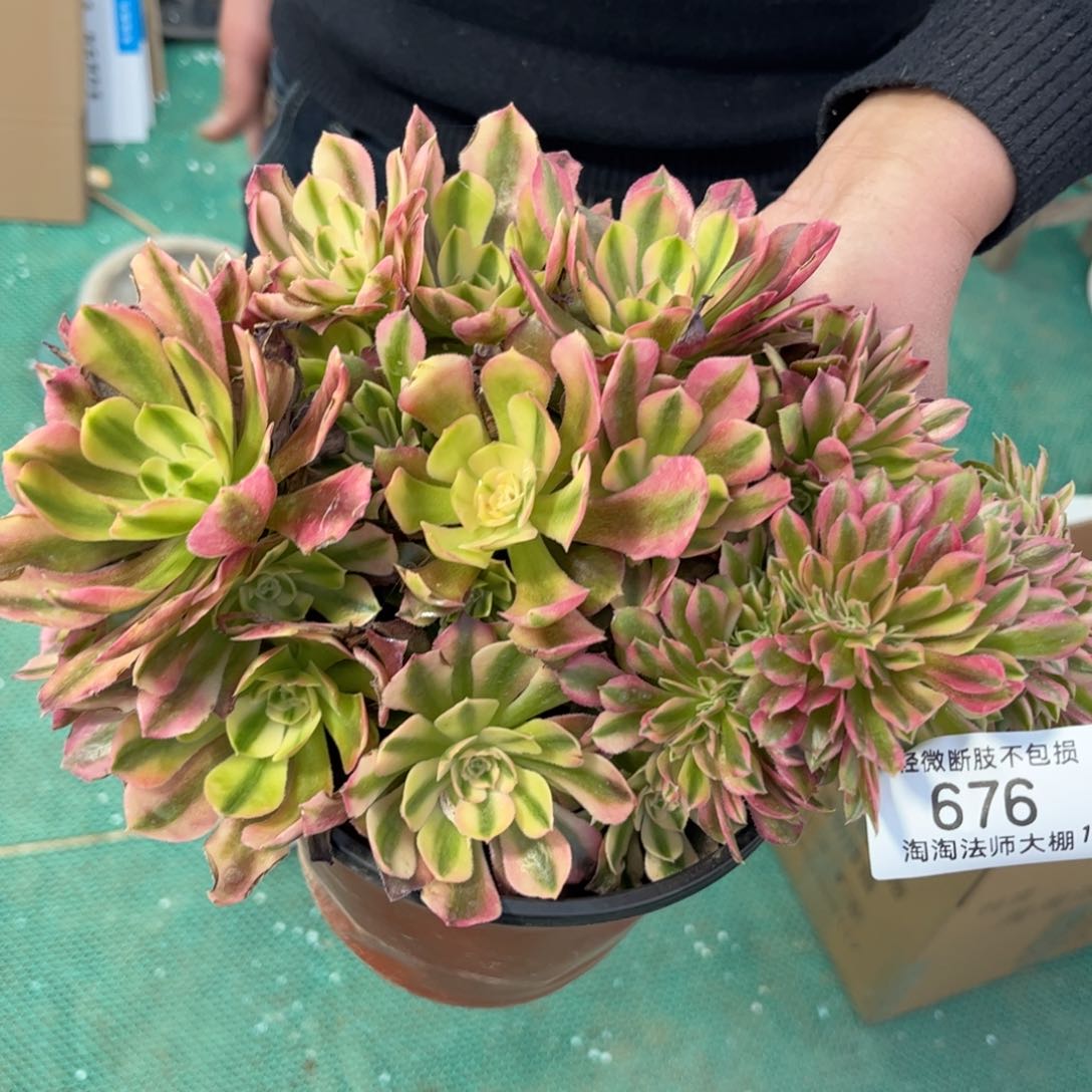 676雅典娜缀化多肉植物