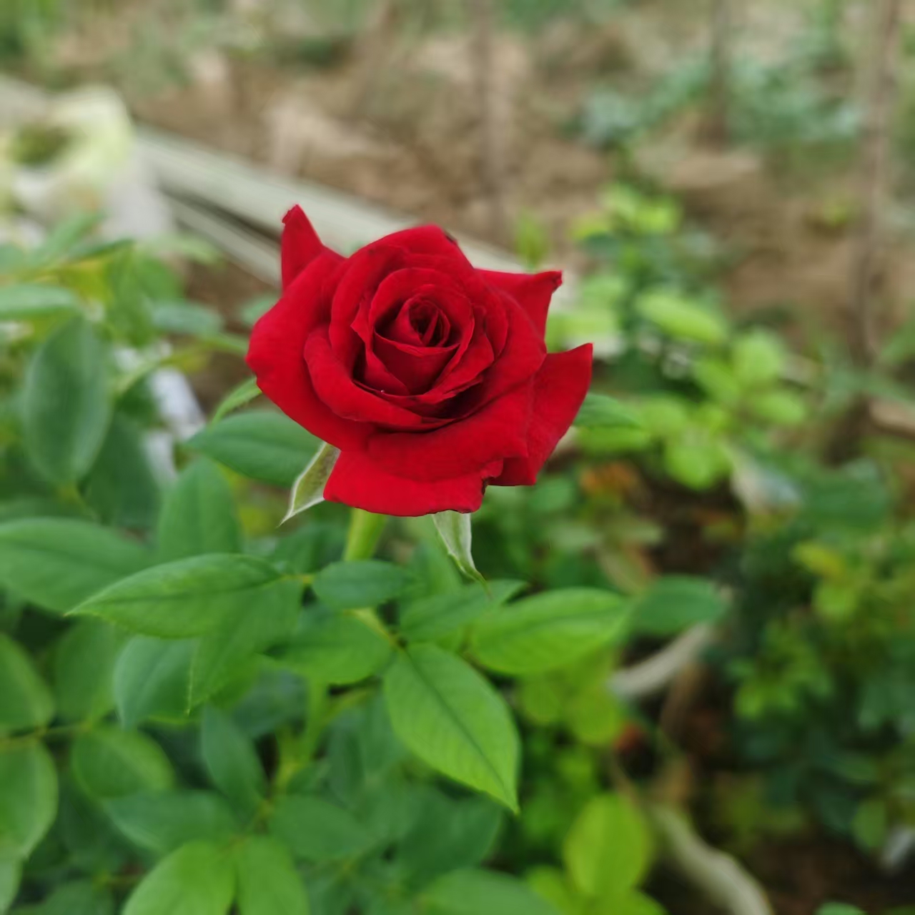 黑魔术切花月季根接苗