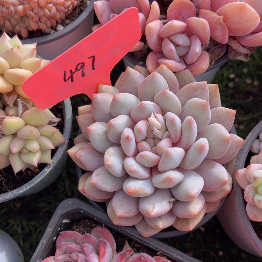 酒****计香玉的故事是一个人的故事