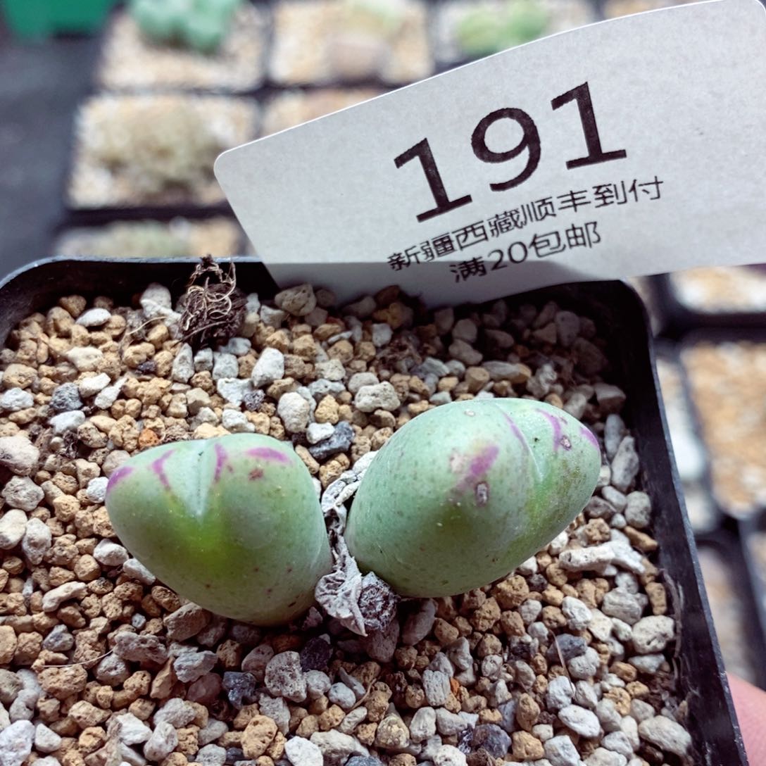 我的小姐姐们都是我191