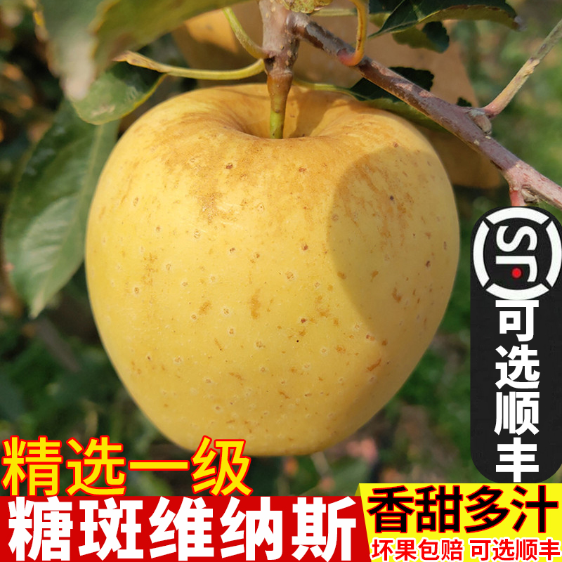 钟家沟正宗威海维纳斯黄金苹果冬恋苹果有果锈脆甜多汁 现挑现发
