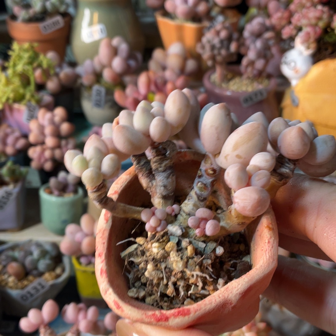 小***禄多肉植物的生长发育和生长发育