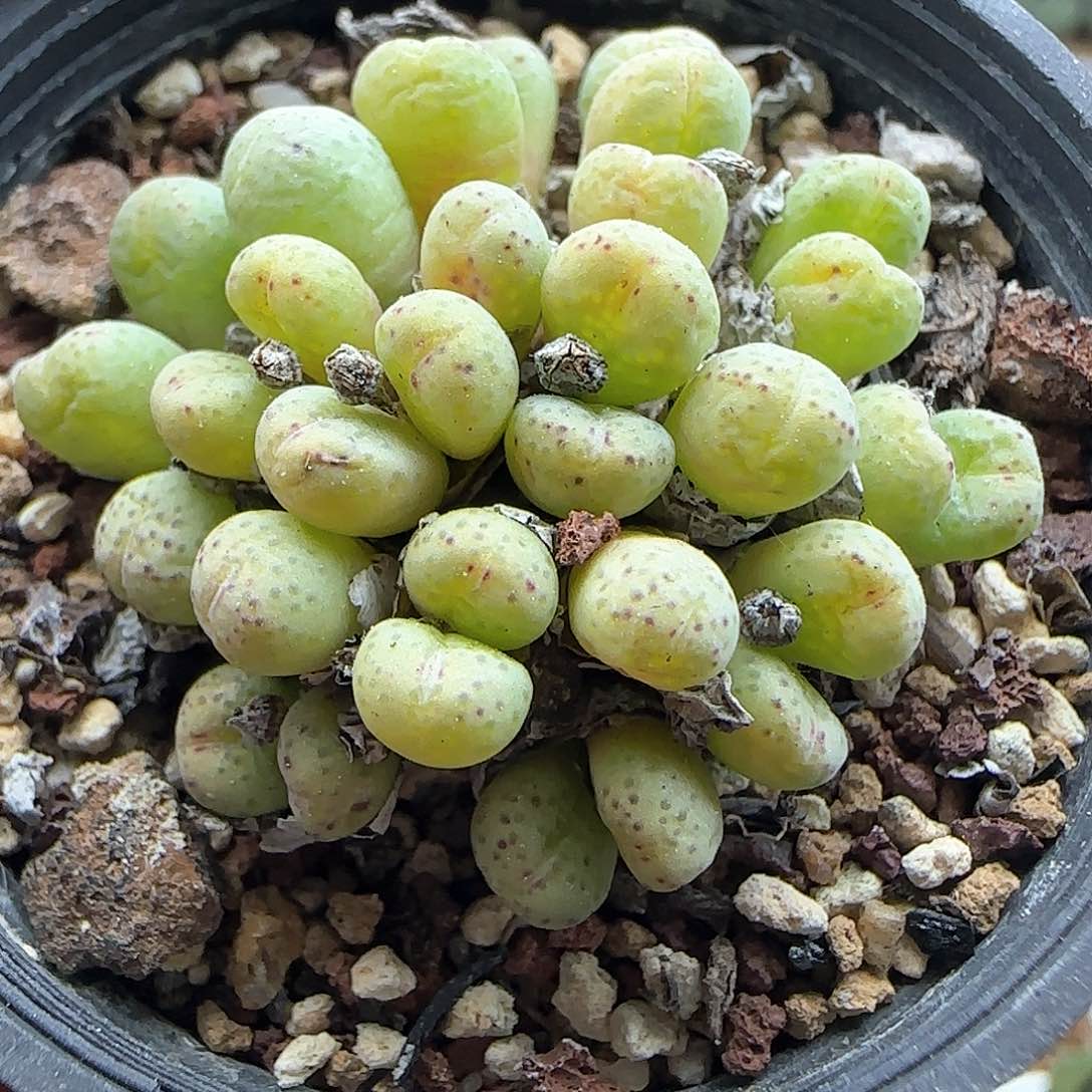 脱土年后发货23594