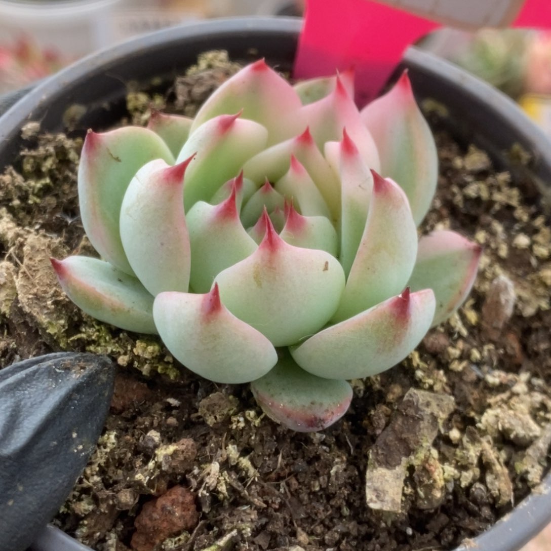 475吉娃娃木锦锦锦锦锦