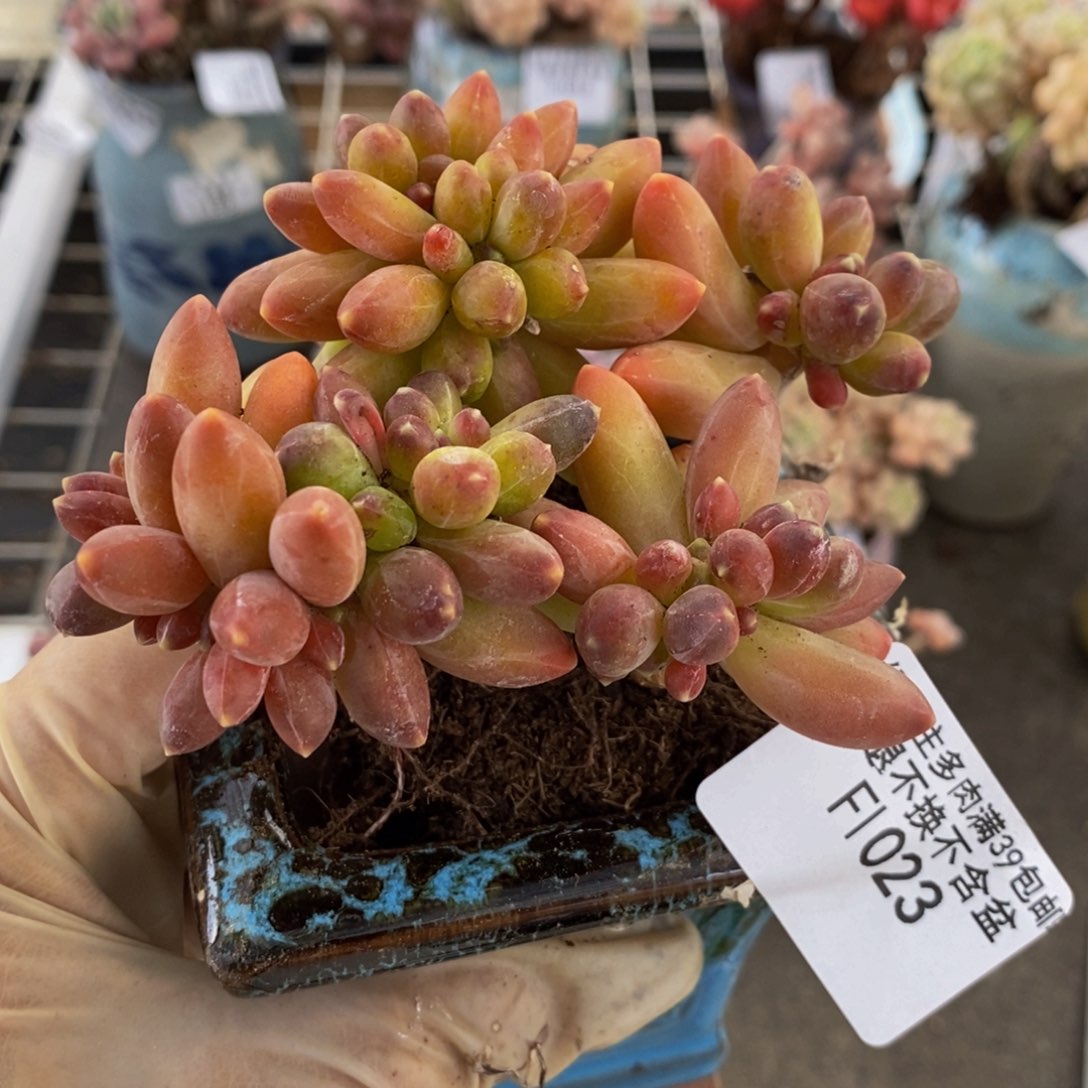 香蕉树缀923/9c m