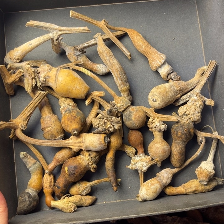 阿***。瑕疵葫芦天天开心