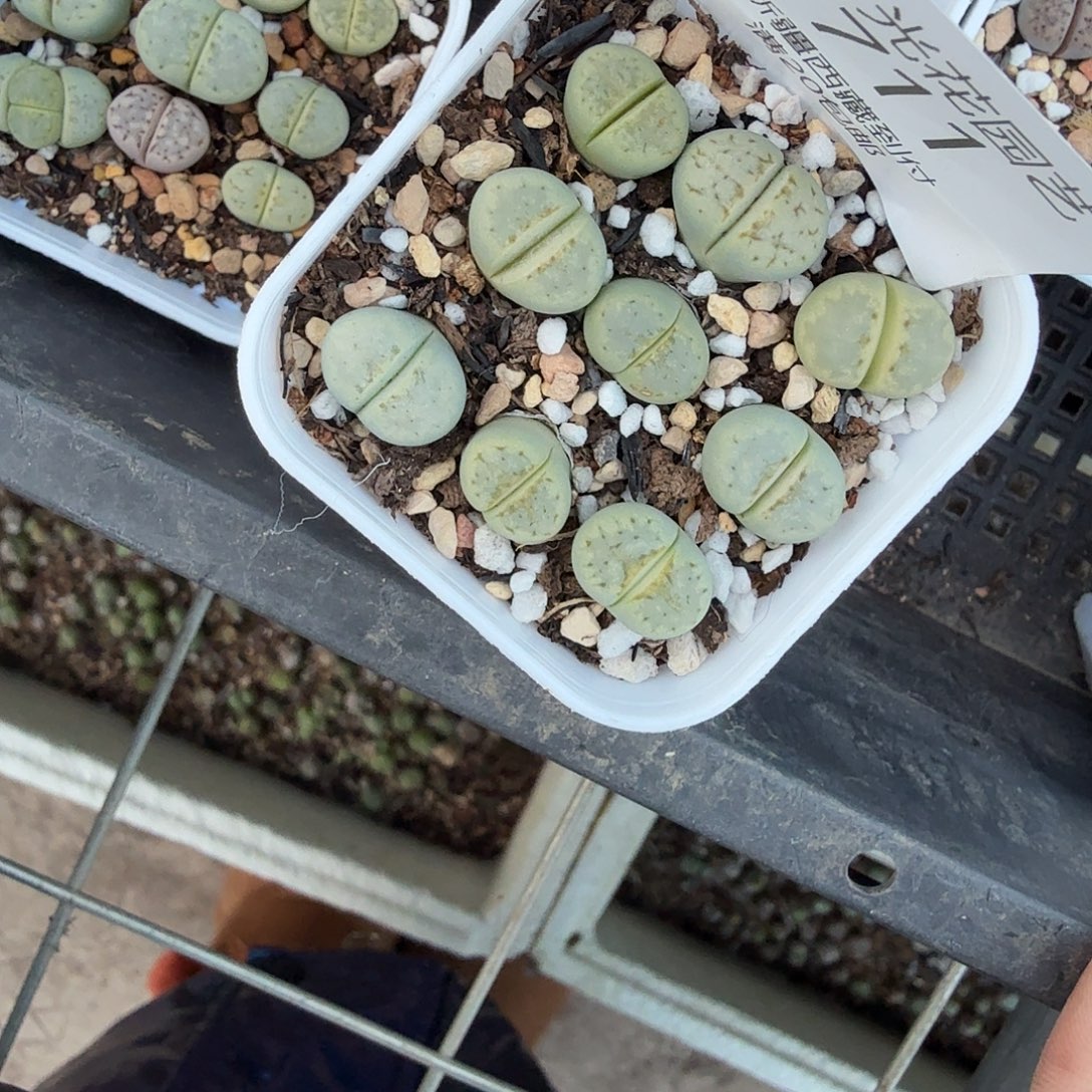 好喜欢这种可爱鬼711哈哈