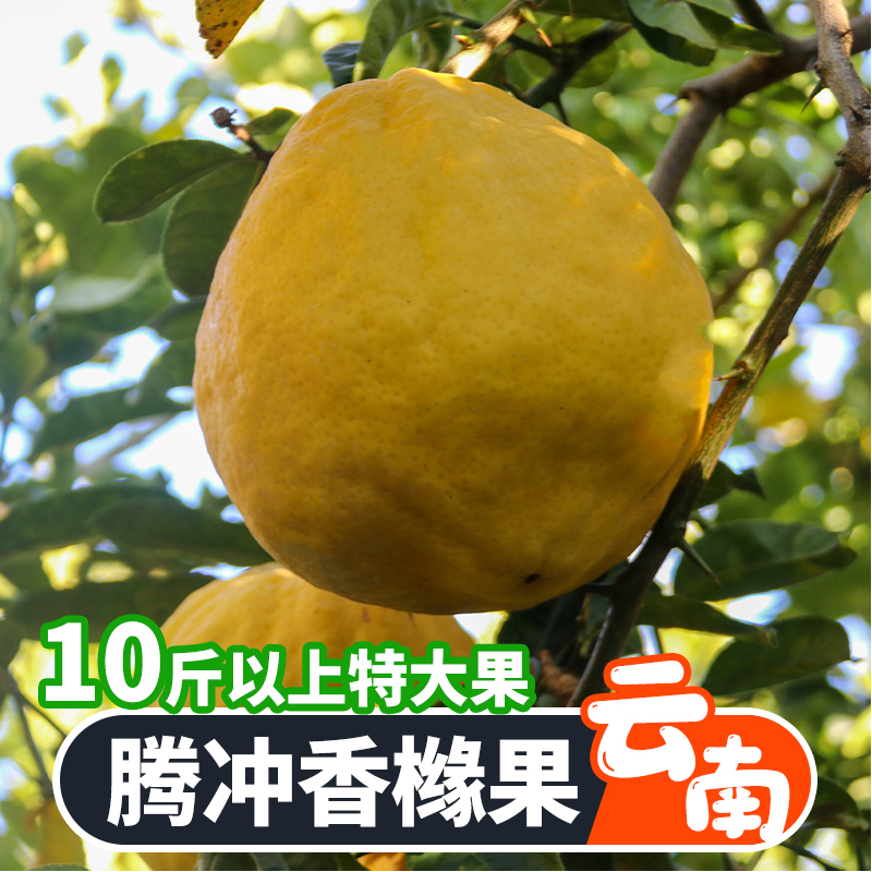 6斤以上香橼特大果食用云南佛手香甜清脆观赏清供闻香柑橘枸橼子