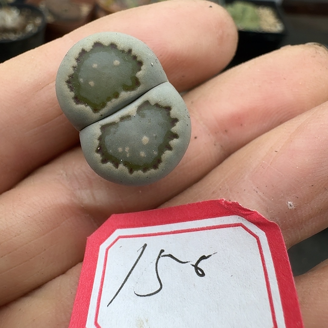 艷***錺156多肉哈哈哈哈哈给哈