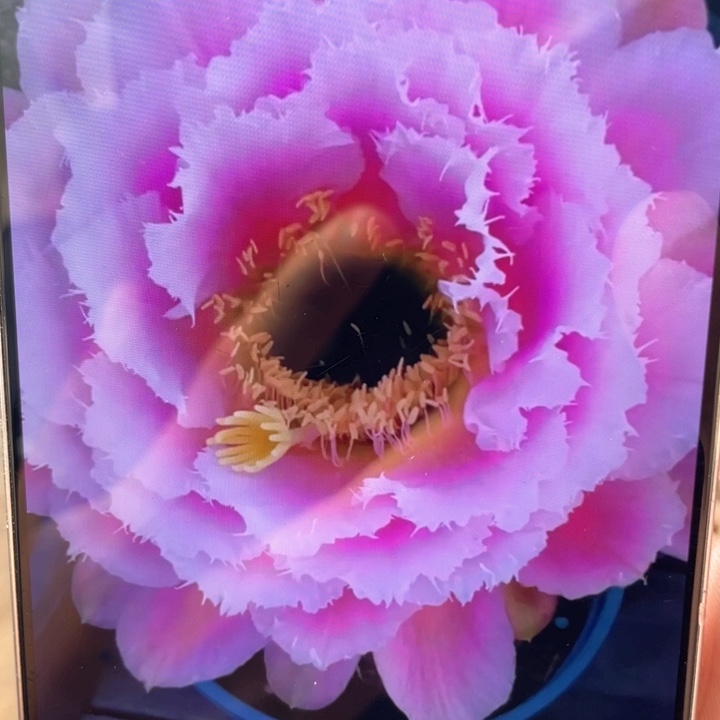 芸儿毛花柱自根满18包邮