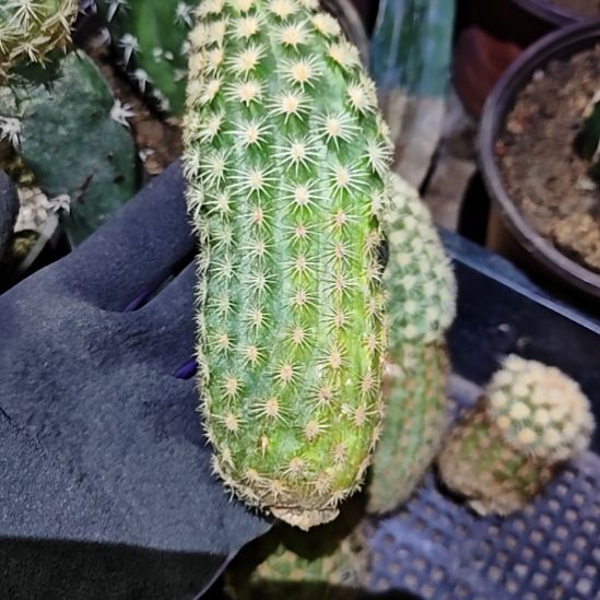 皇冠虾侧芽仙人球大弯福