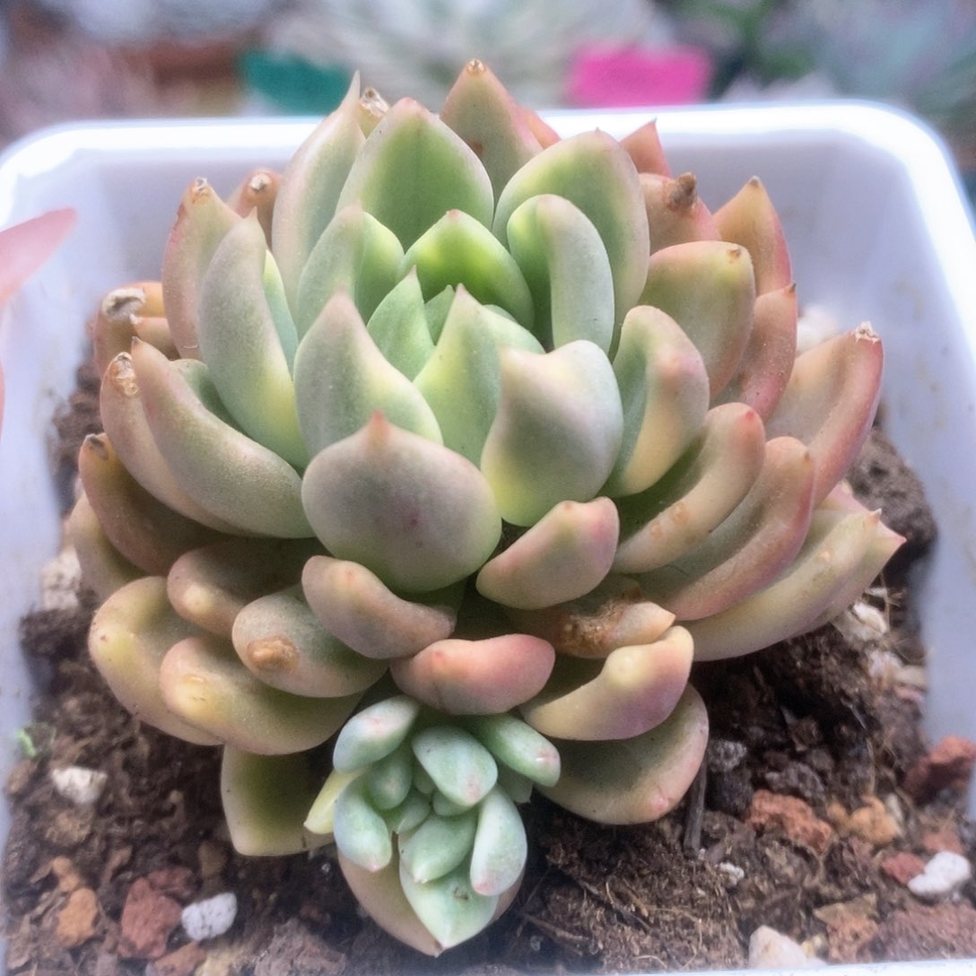 014东云杂锦锦锦锦锦