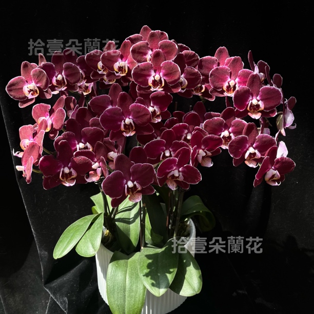 【黑珍珠】开花株 高雅的黑红色独特的花型 新疆蝴蝶兰基地直发10