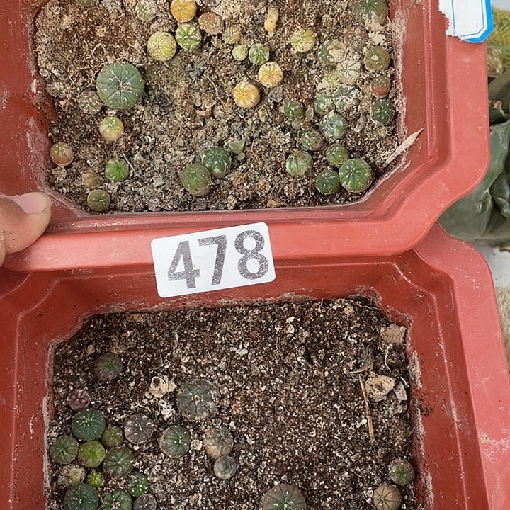 478号小豆苗仙人球一组