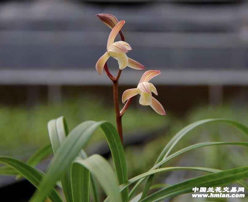 精品国兰 建兰彩素花 春雨彩虹子母苗