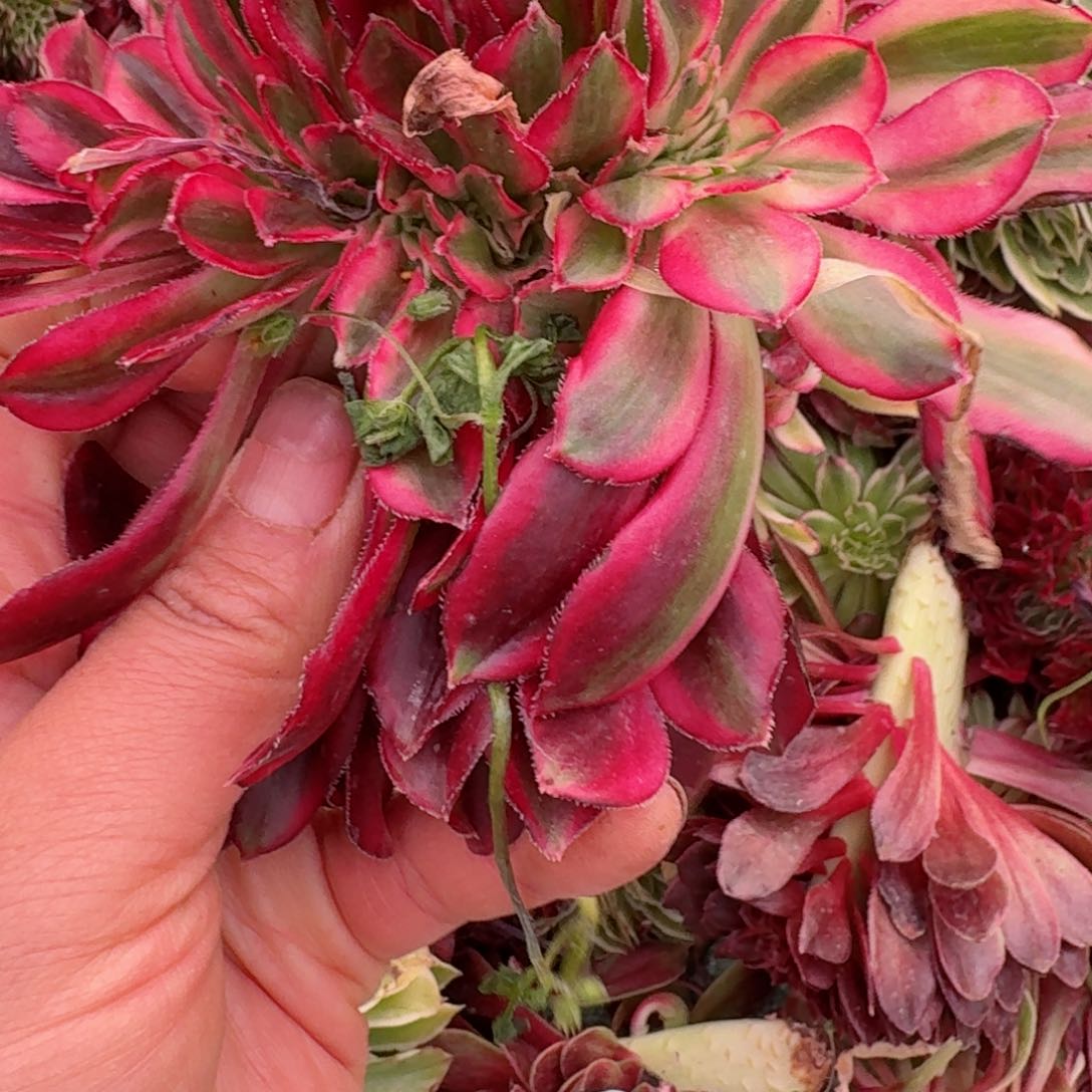 嗯8604 号多肉法师特价没有根