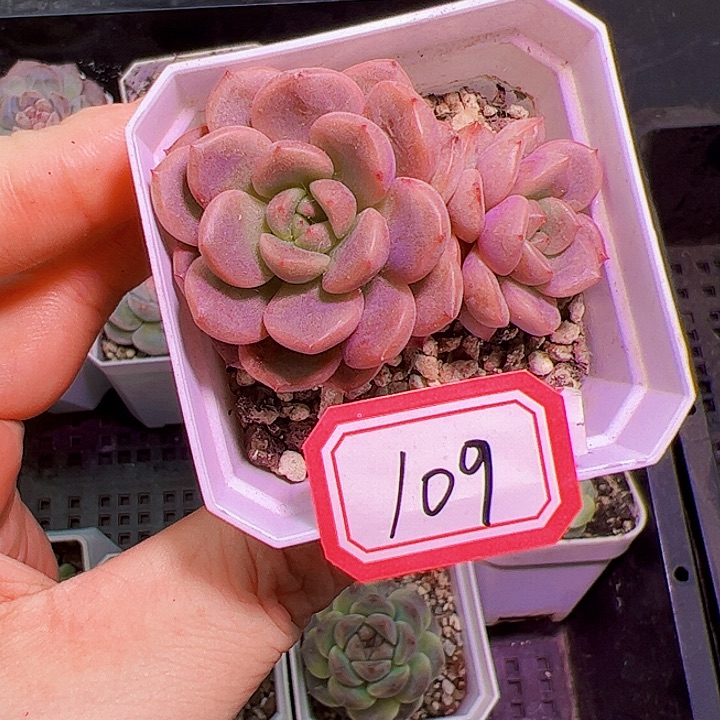 太平鸟多肉植物组合